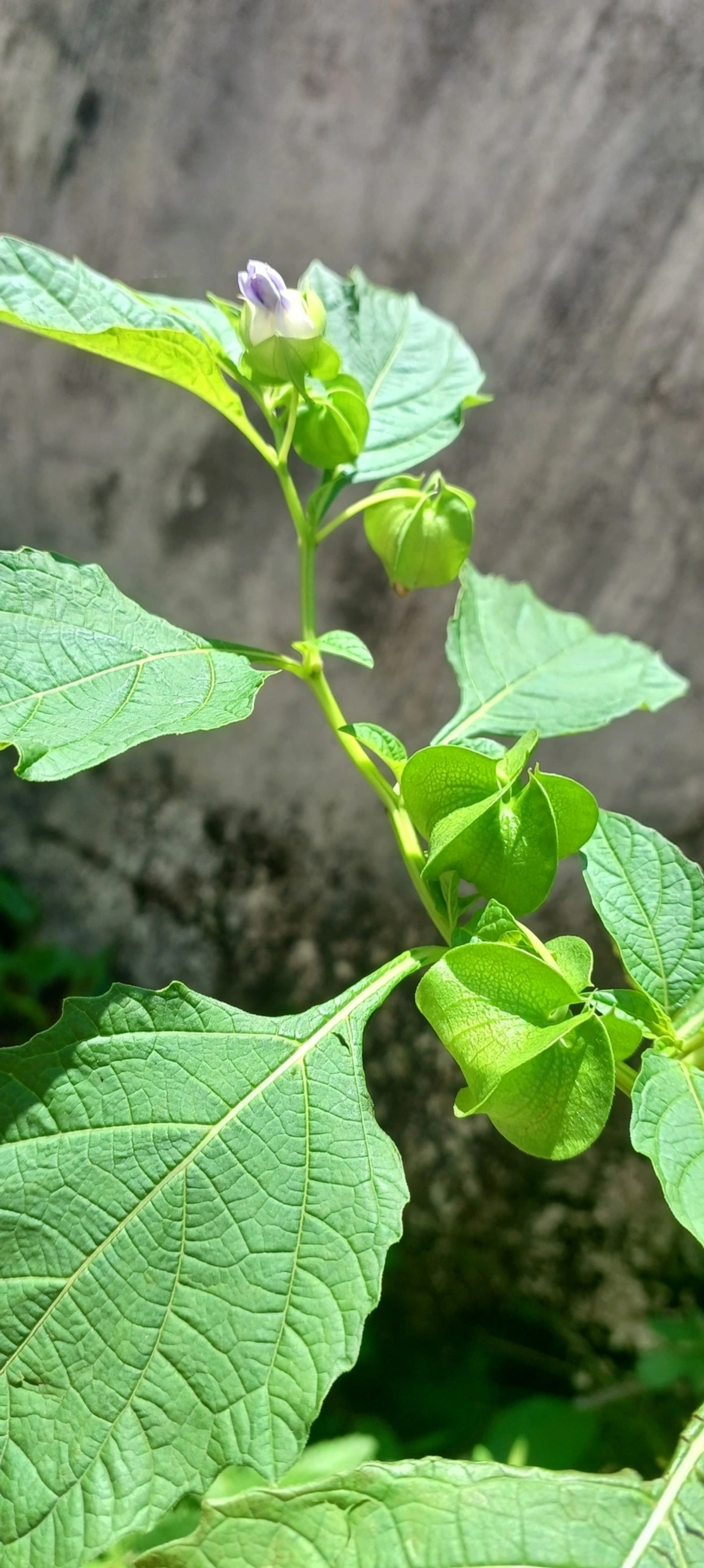 Juá-de-Capote (Nicandra physalodes), plantas, fotografado em Maresias, São Sebastião