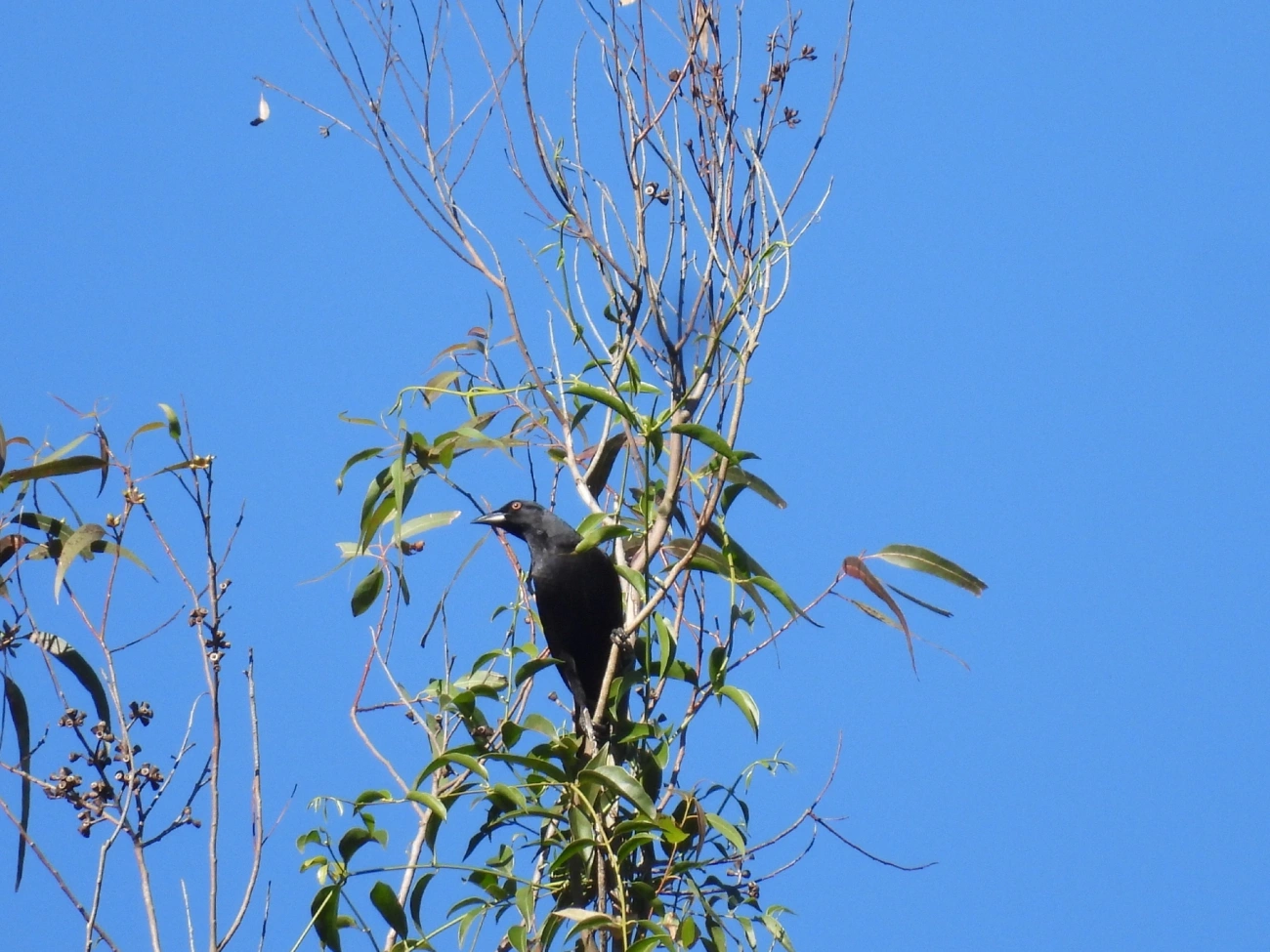 Iraúna-grande (Molothrus oryzivorus), aves, fotografado em Pedra Selada