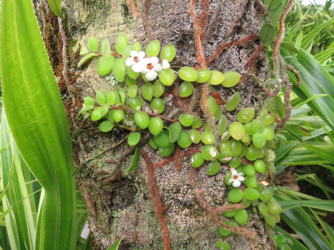 Codonanthe devosiana, plantas, fotografado em Maresias, São Sebastião