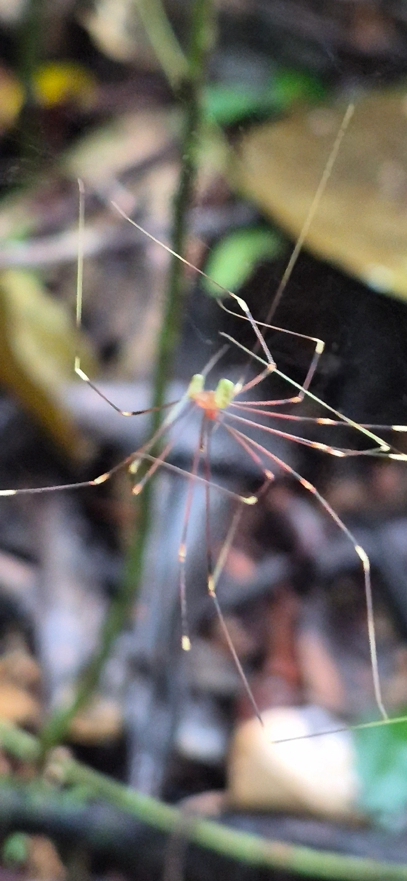 Mesabolivar, aracnídeos, fotografado em Camburí, São Sebastião