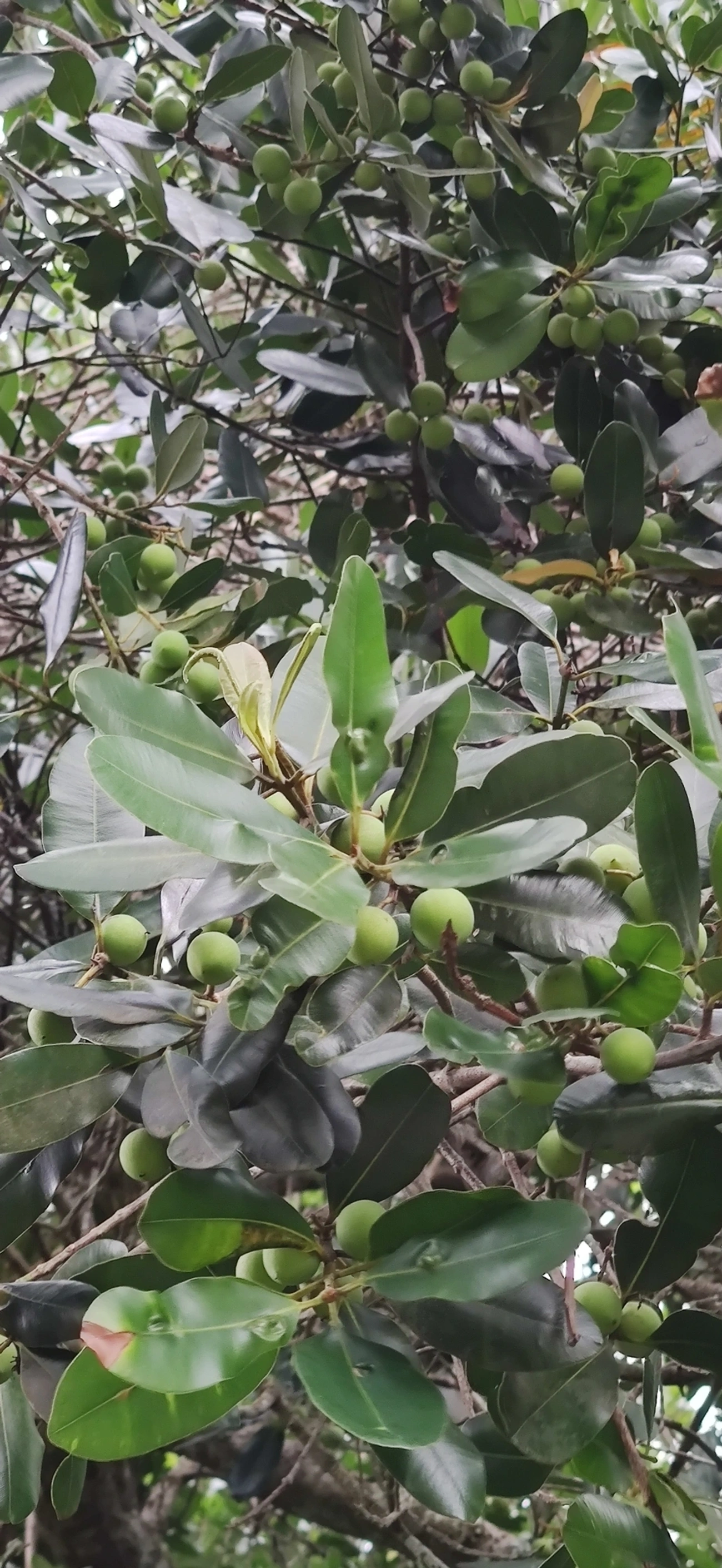Guanandi (Calophyllum brasiliense), plantas, fotografado em Maresias, São Sebastião