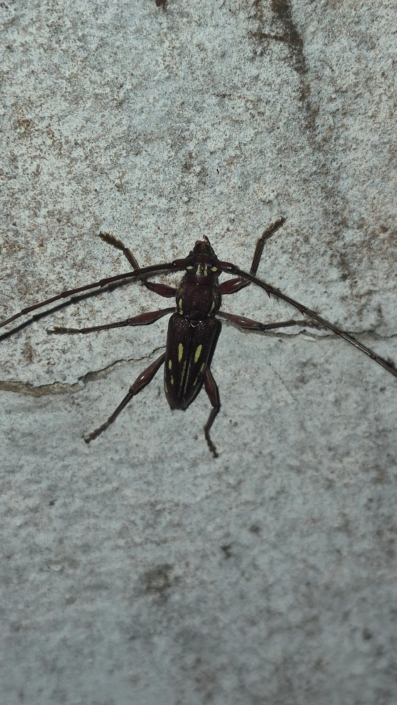 Ambonus distinctus, insetos, fotografado em Maresias, São Sebastião