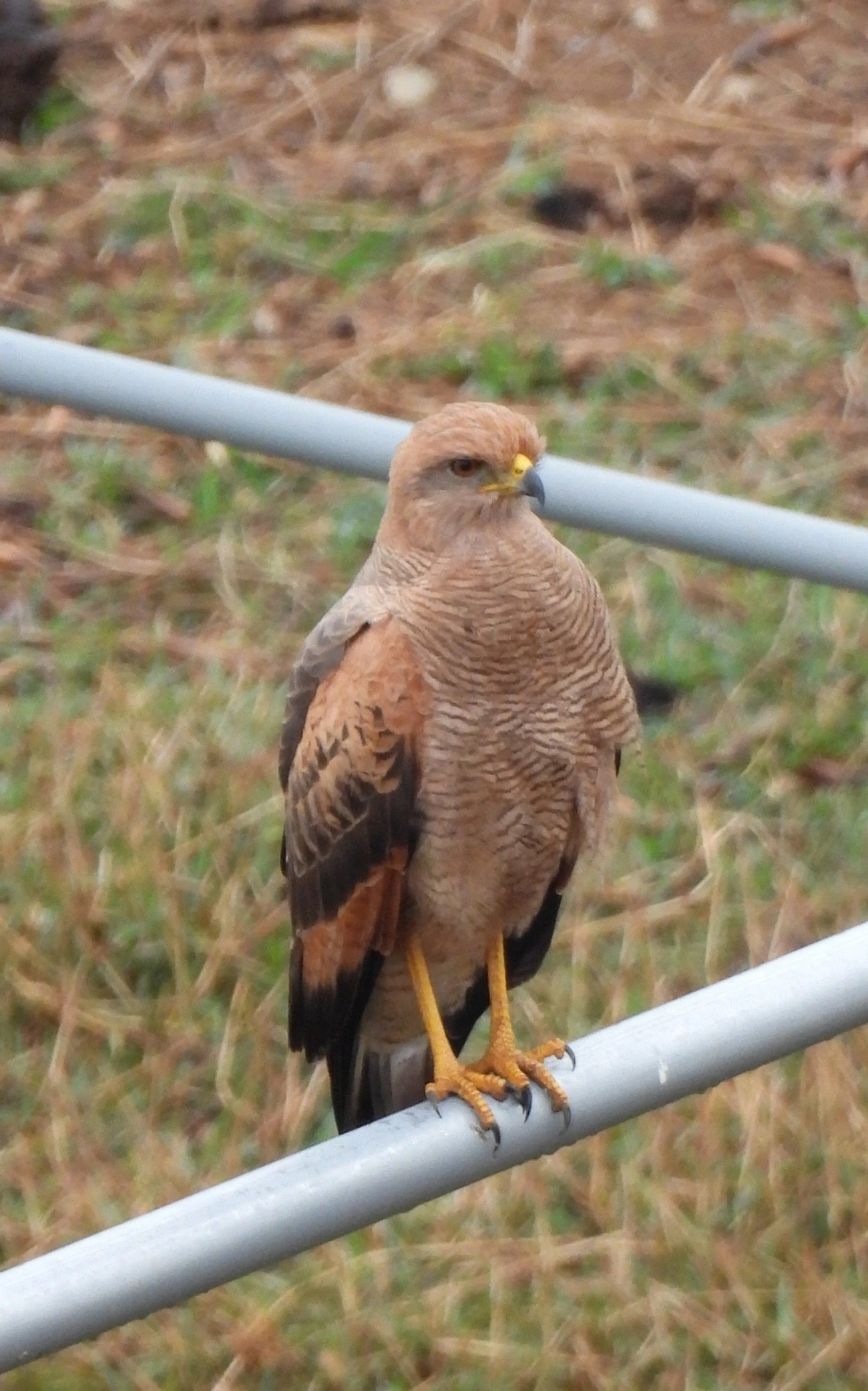 Gavião-caboclo (Buteogallus meridionalis), aves, fotografado em Santa Isabel