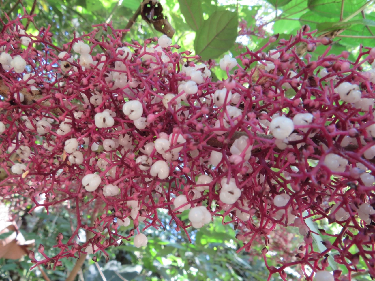 Urtiga-brava (Urera baccifera), plantas, fotografado em Maresias, São Sebastião