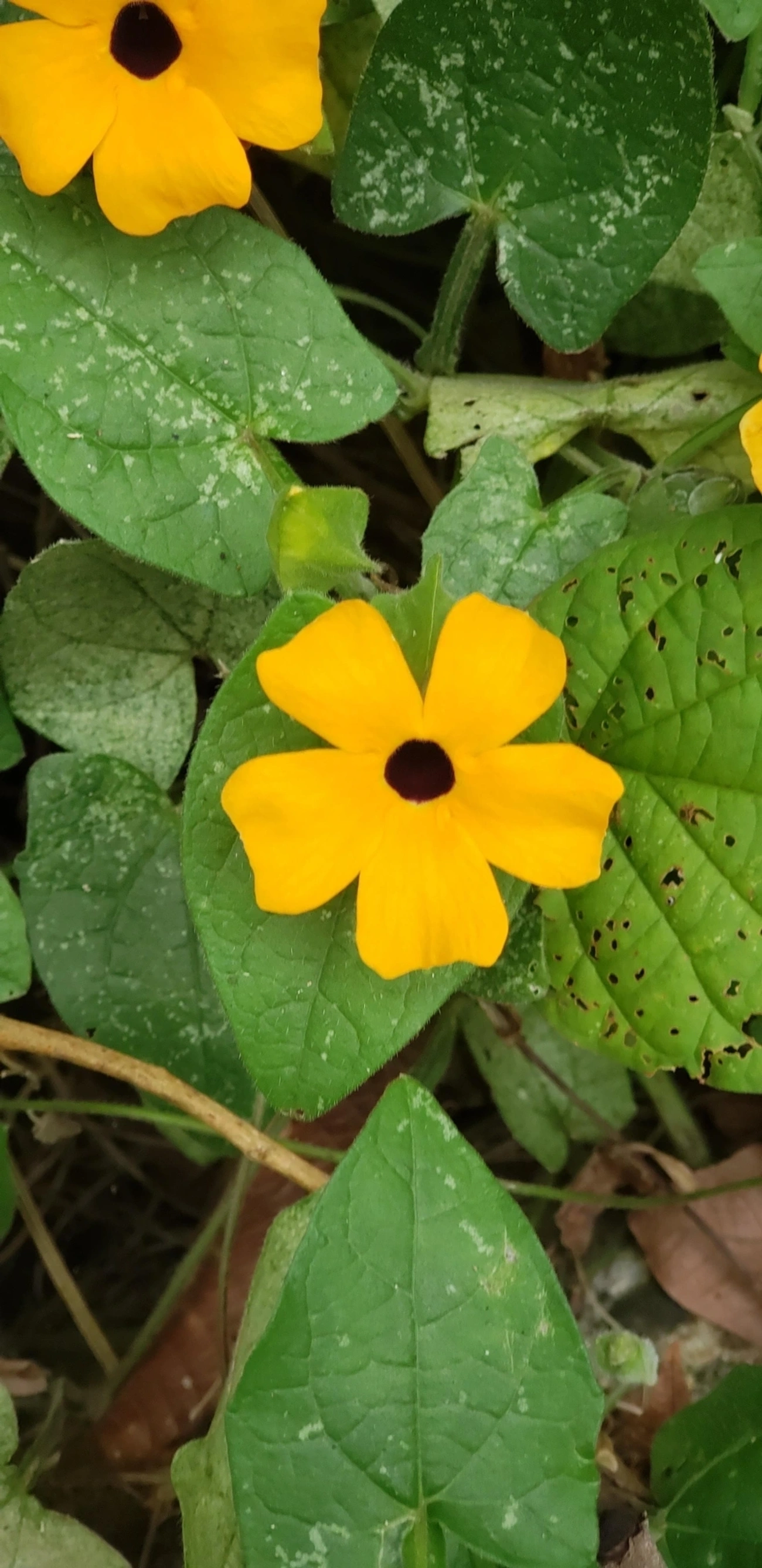 Suzana-de-olhos-negros (Thunbergia alata), plantas, fotografado em Maresias, São Sebastião