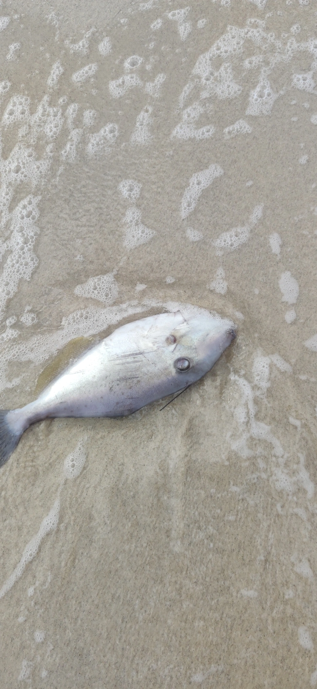 Peixe-porco (Aluterus monoceros), peixes, fotografado em São Sebastião