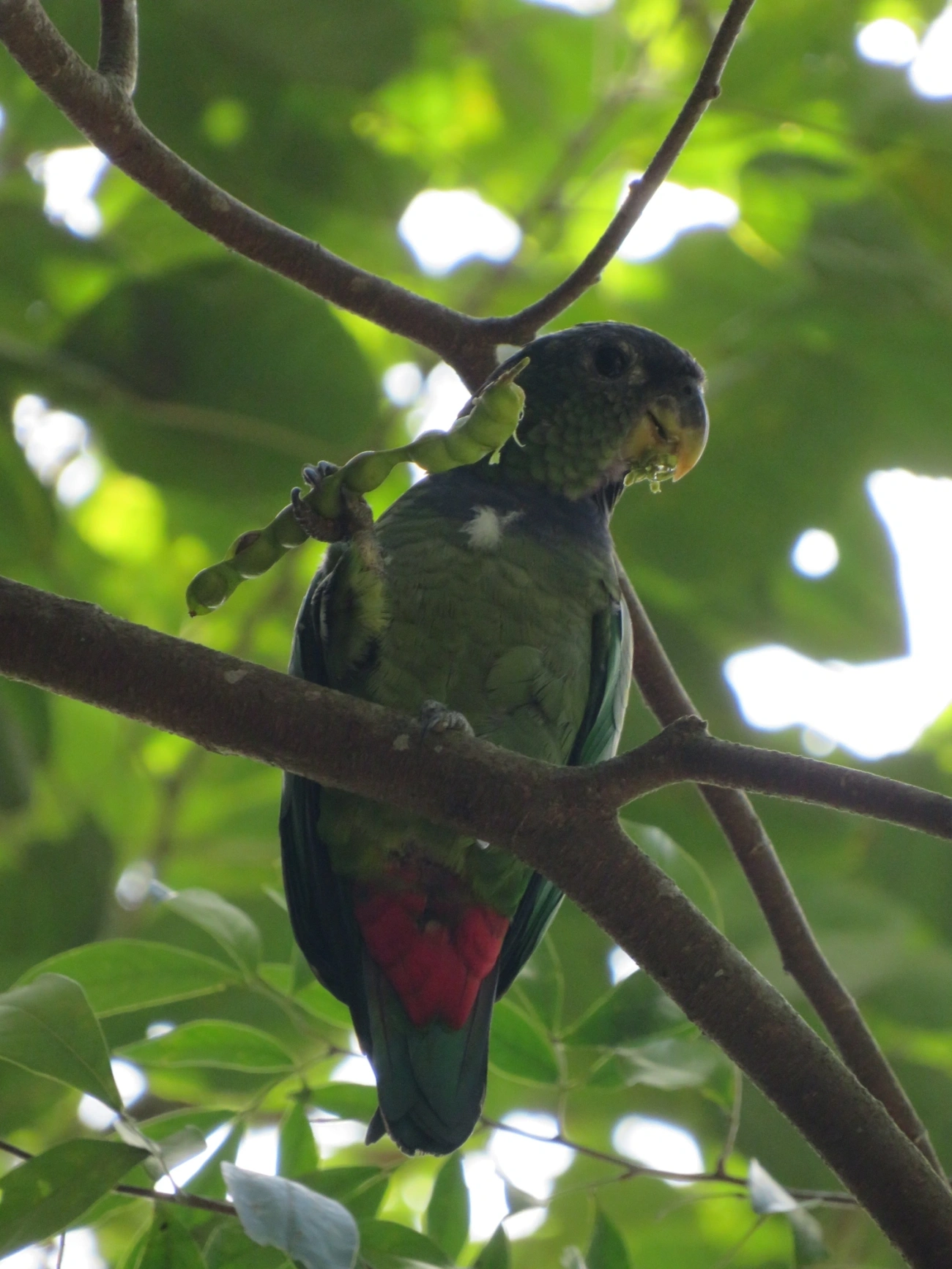 Maitaca-verde (Pionus maximiliani), aves, fotografado em Maresias, São Sebastião