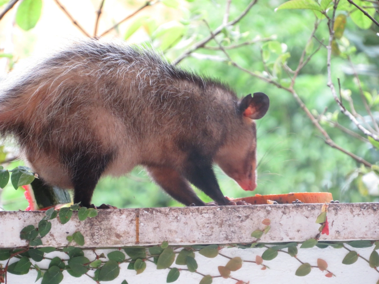 Gambá-de-orelha-preta (Didelphis aurita), mamíferos, fotografado em Maresias, São Sebastião
