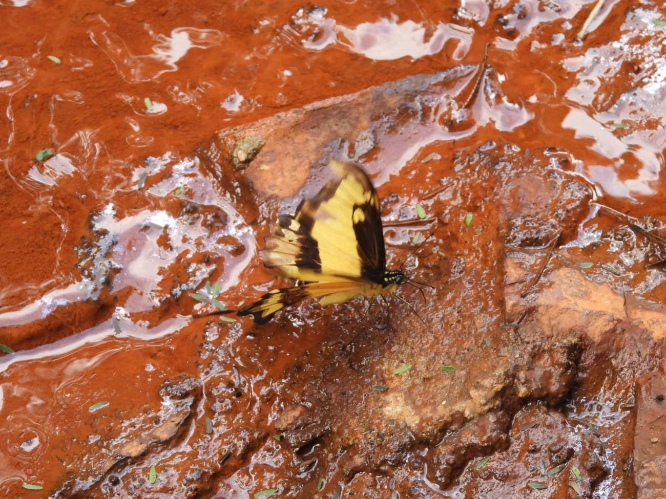 Rabo-de-andorinha-de-faixa-larga (Heraclides astyalus), insetos, fotografado em Cabreúva