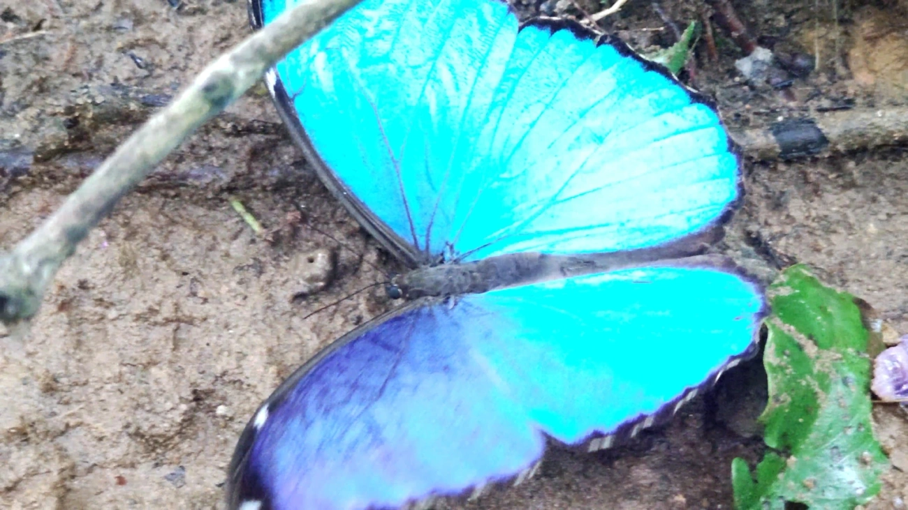 Azulão (Morpho menelaus), insetos, fotografado em Maresias, São Sebastião