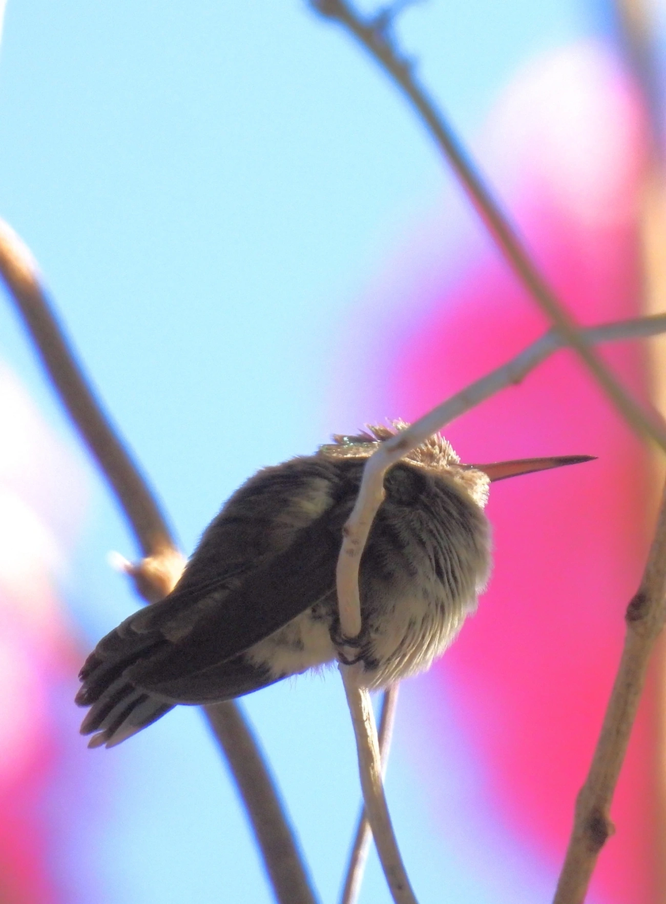 Beija-flor-roxo (Chlorestes cyanus), aves, fotografado em Paúba, São Sebastião