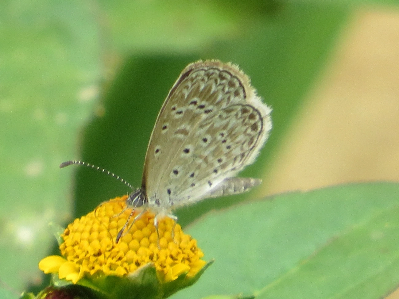 Azul-cyna (Zizula cyna), insetos, fotografado em Maresias, São Sebastião