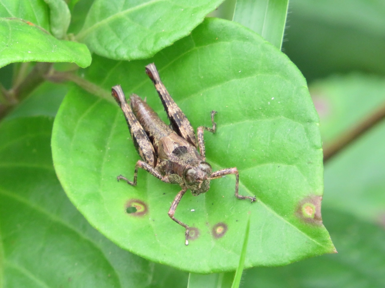 Digamacris amoena, insetos, fotografado em Maresias, São Sebastião
