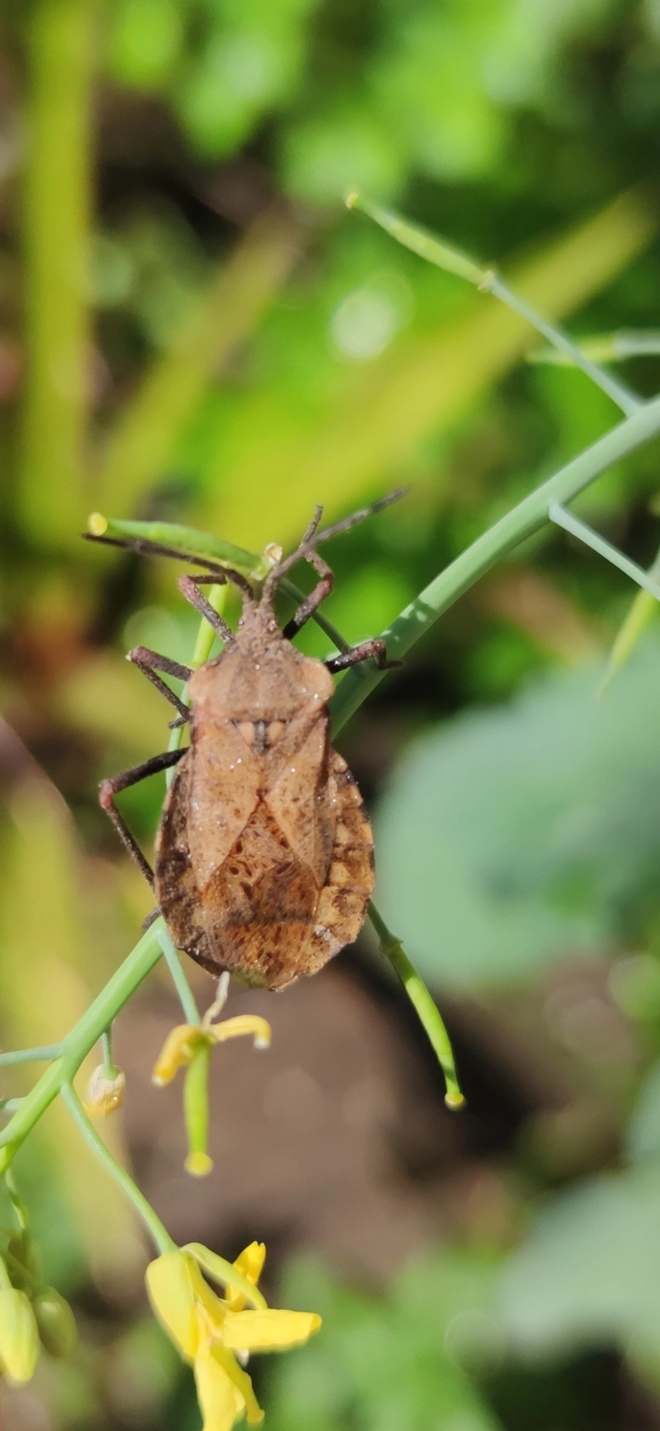 Spartocera, insetos, fotografado em Maresias, São Sebastião
