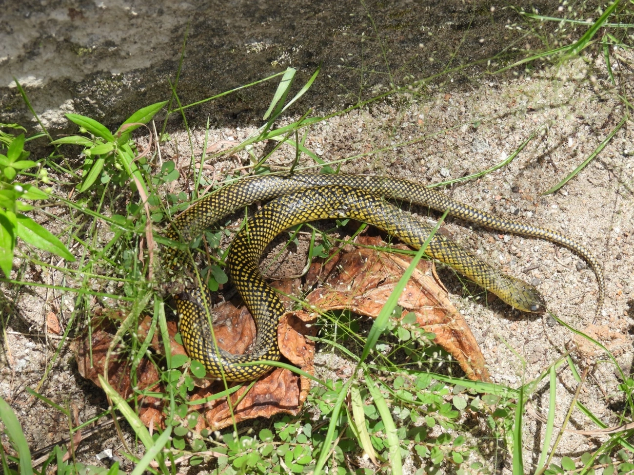 Cobra-d’água-comum (Erythrolamprus miliaris), répteis, fotografado em Maresias, São Sebastião