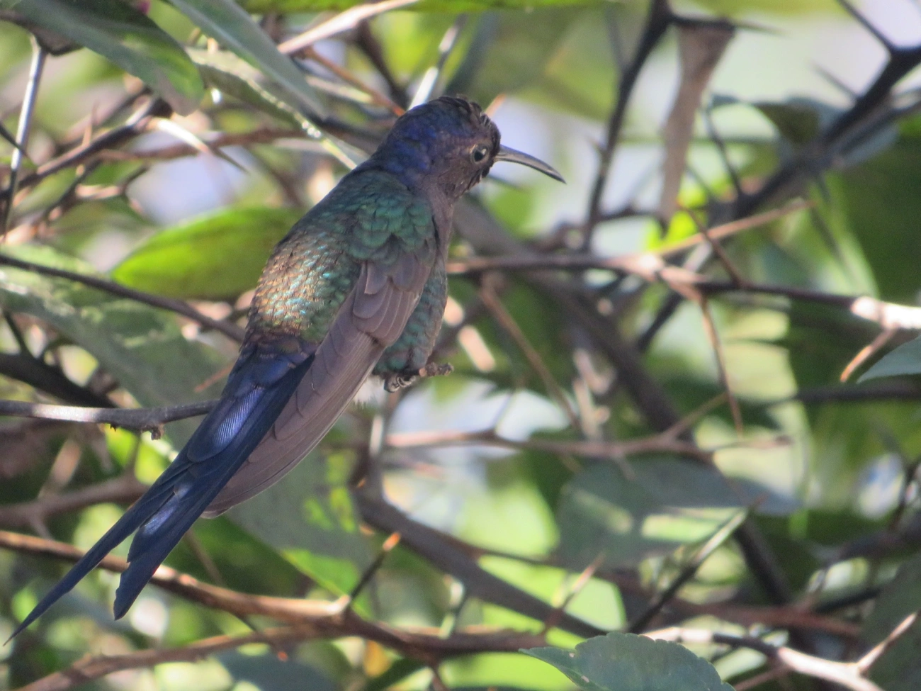 Beija-flor-tesoura (Eupetomena macroura), aves, fotografado em Indaiá, Caraguatatuba