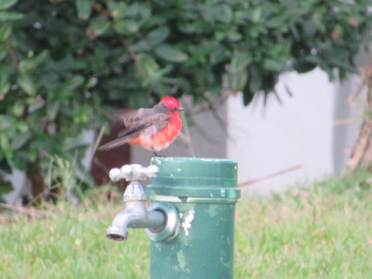 Príncipe (Pyrocephalus rubinus), aves, fotografado em Maresias, São Sebastião
