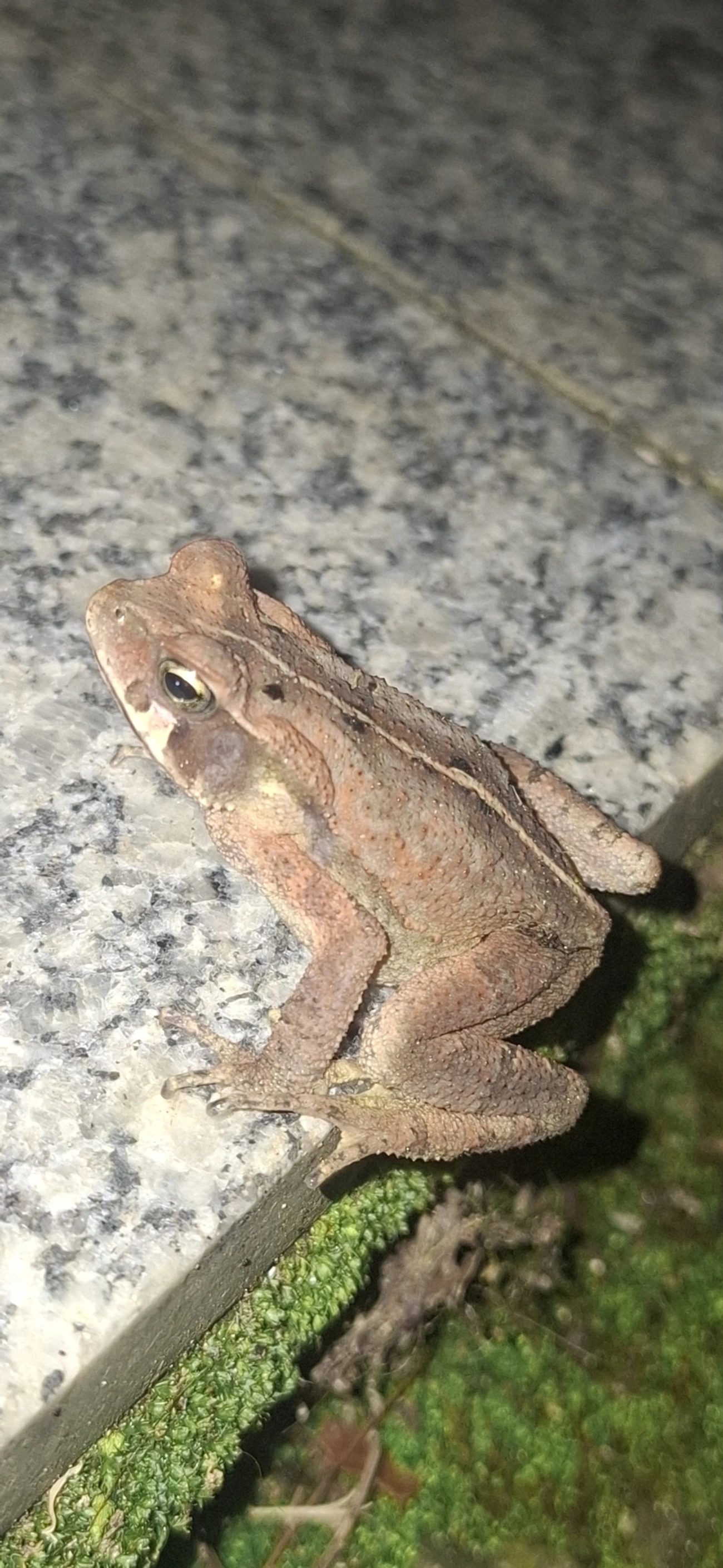 Sapo-de-floresta (Rhinella ornata), anfíbios, fotografado em Cabreúva