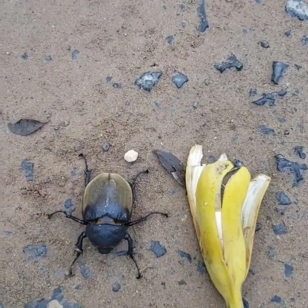 Besouro-Anúbis (Megasoma anubis), insetos, fotografado em Maresias, São Sebastião
