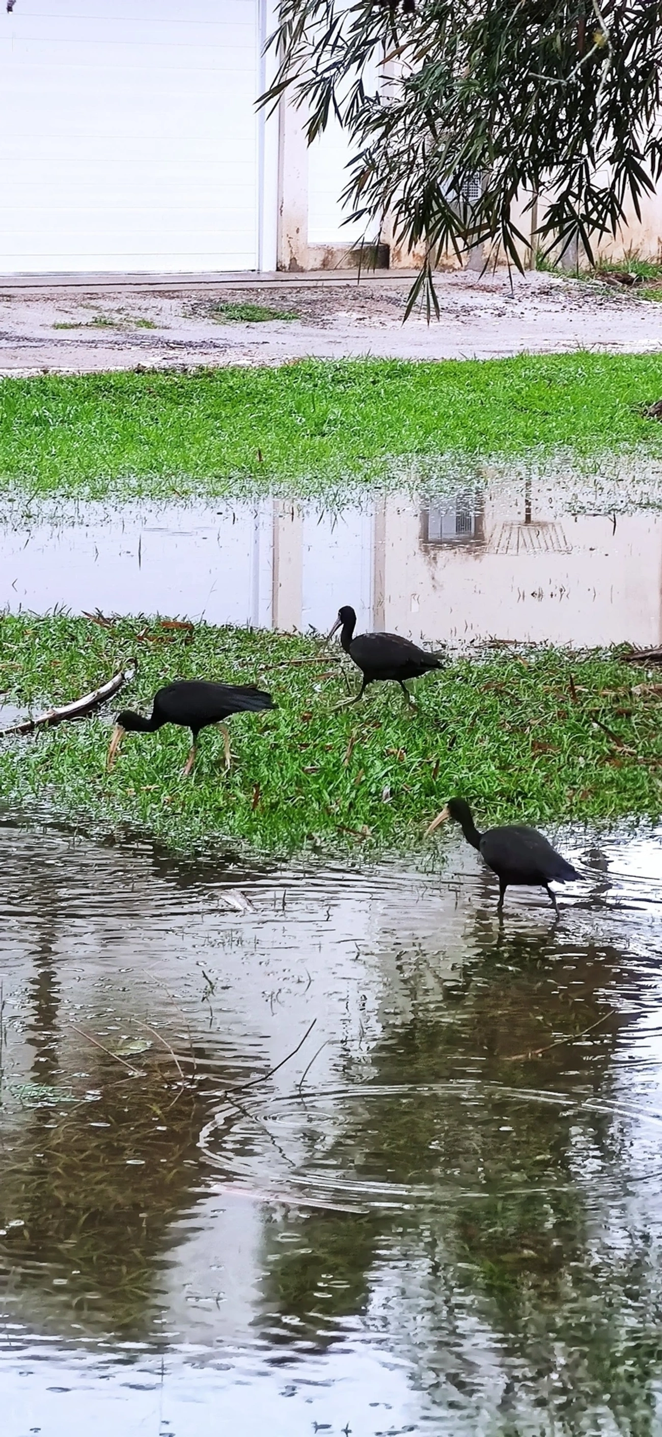 Tapicuru (Phimosus infuscatus), aves, fotografado em Maresias, São Sebastião