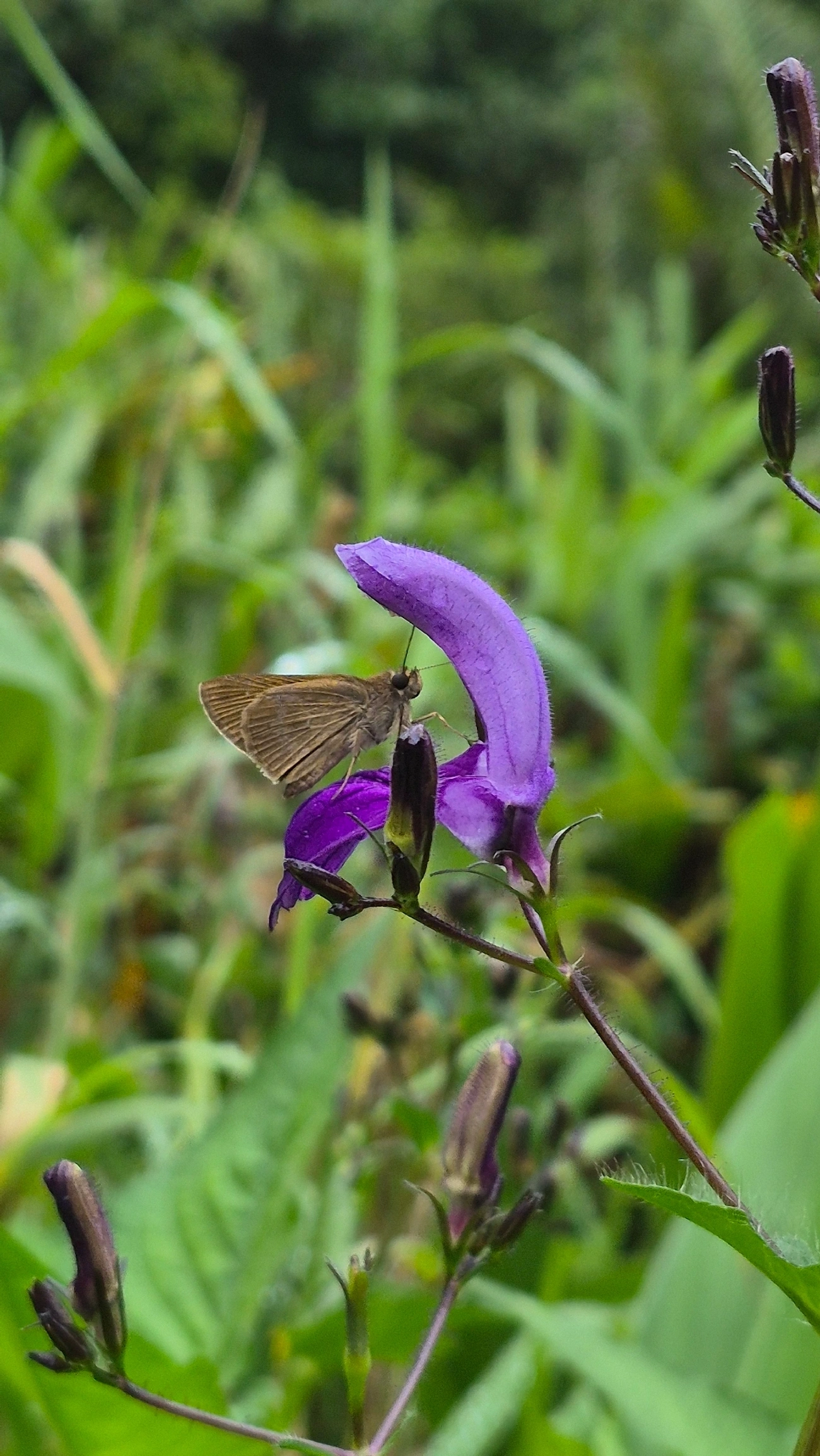 Fia-de-mina-grande (Brillantaisia lamium), plantas, fotografado em Maresias, São Sebastião