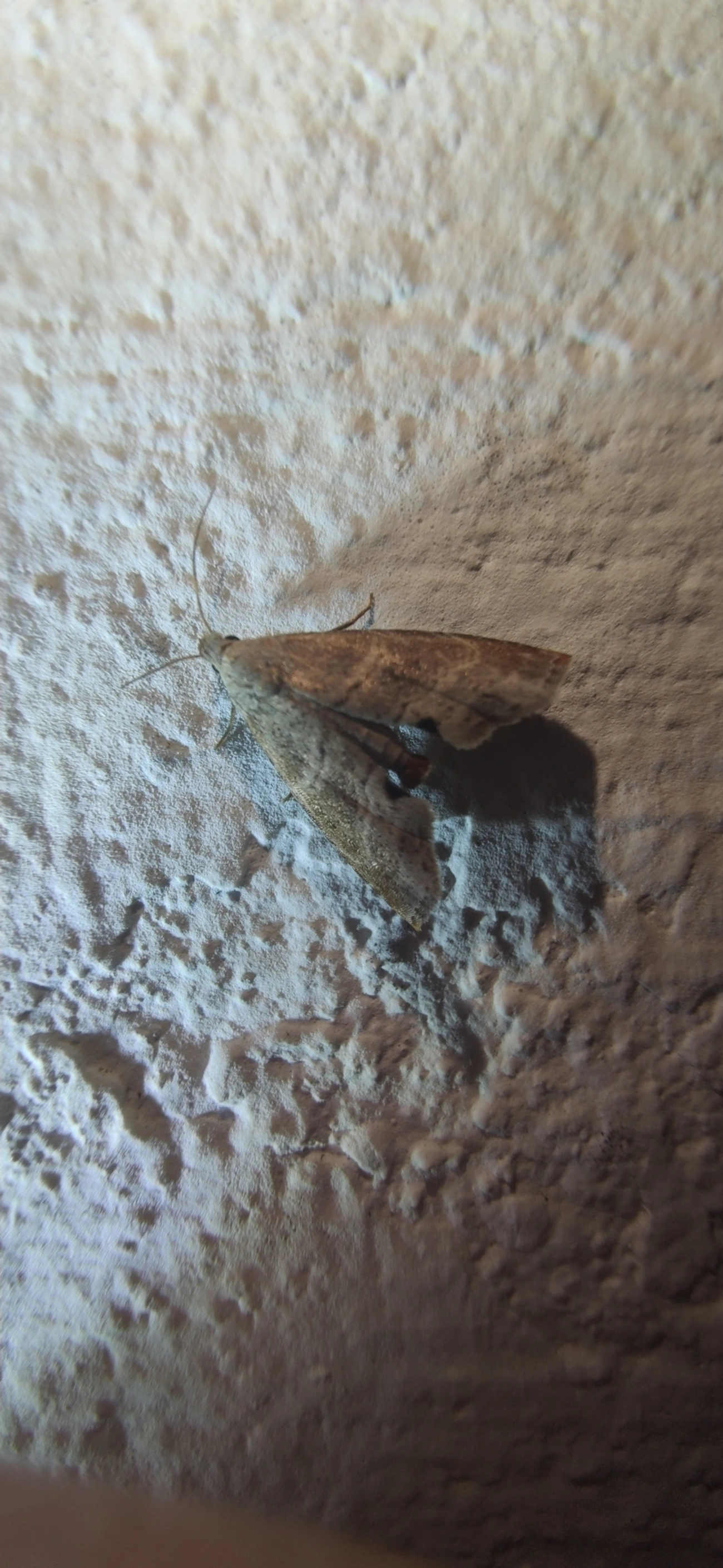 Noctuoidea, insetos, fotografado em Maresias, São Sebastião