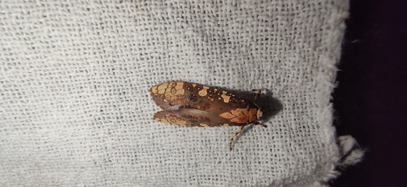 Mariposa-tigre (Cresera annulata), insetos, fotografado em Maresias, São Sebastião