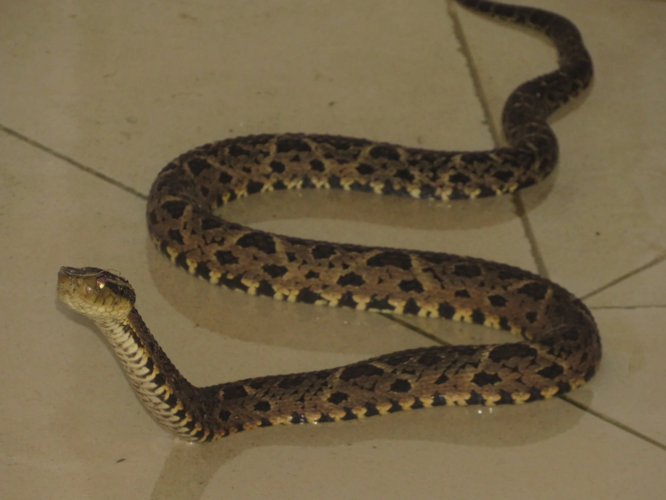 Jararacuçu (Bothrops jararacussu), répteis, fotografado em Maresias, São Sebastião