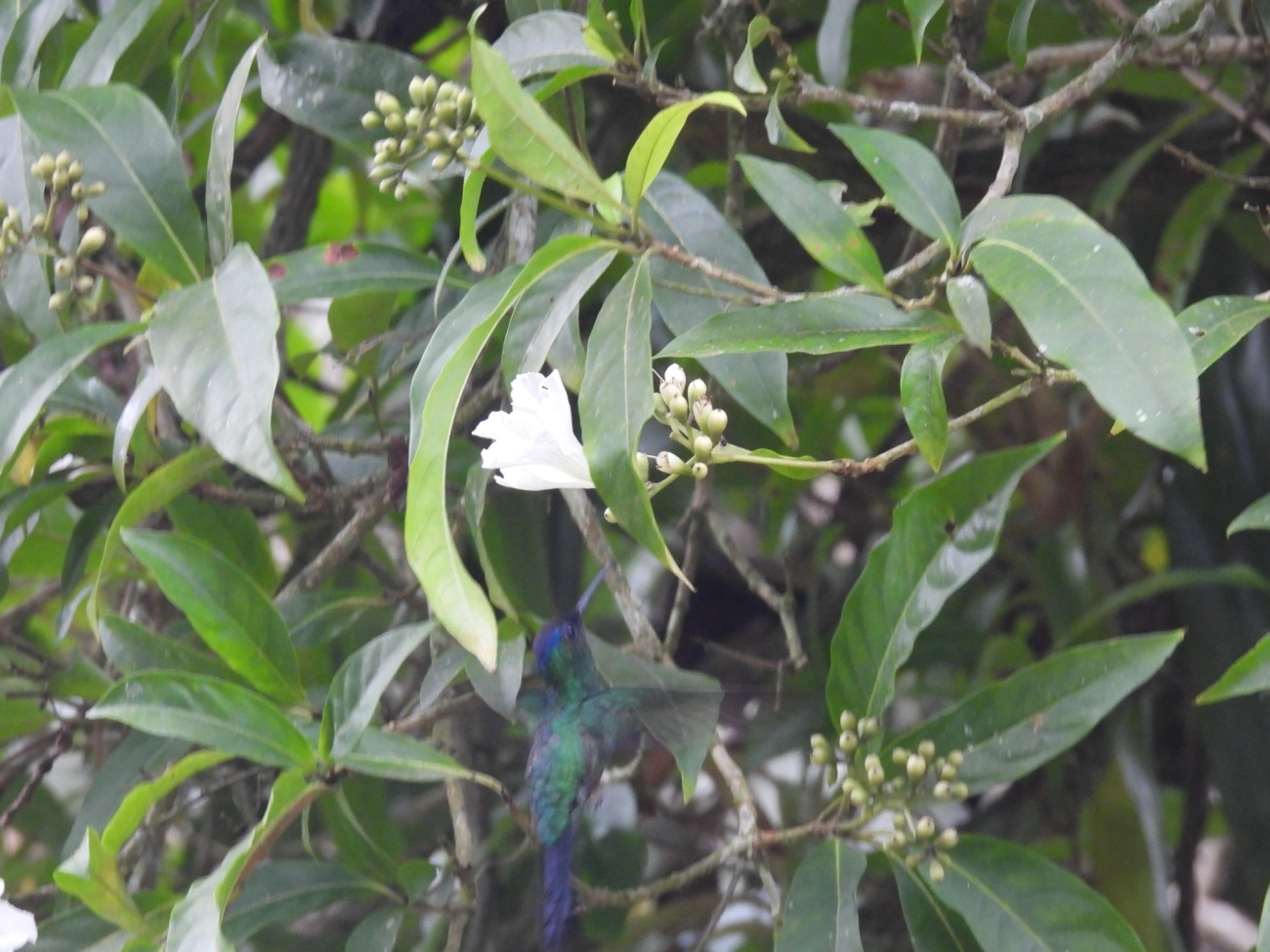 Beija-flor-de-fronte-violeta (Thalurania glaucopis), aves, fotografado em Castelhanos, Ilhabela