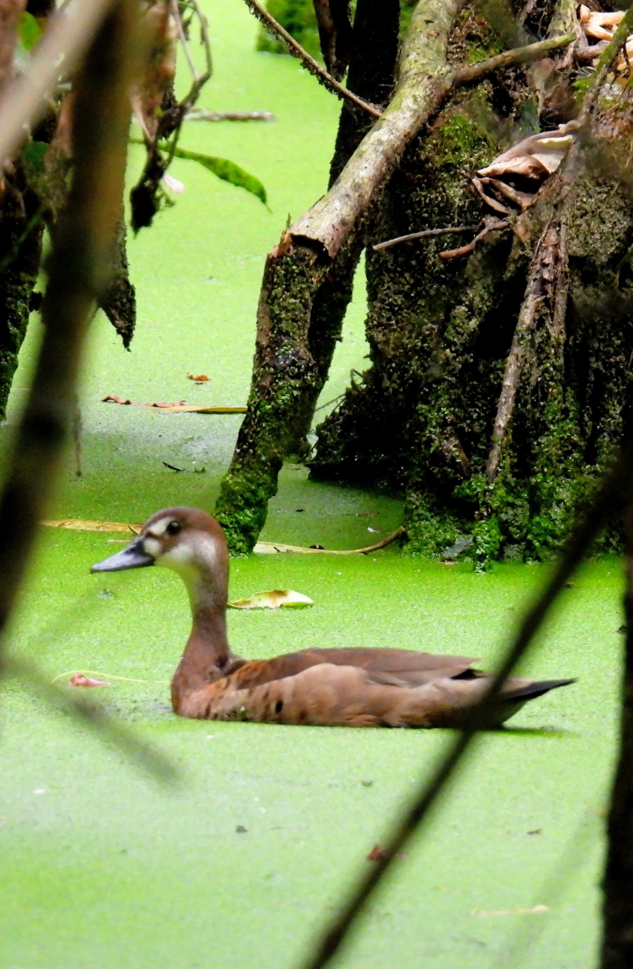Marreca-pé-vermelho (Amazonetta brasiliensis), aves, fotografado em Maresias, São Sebastião