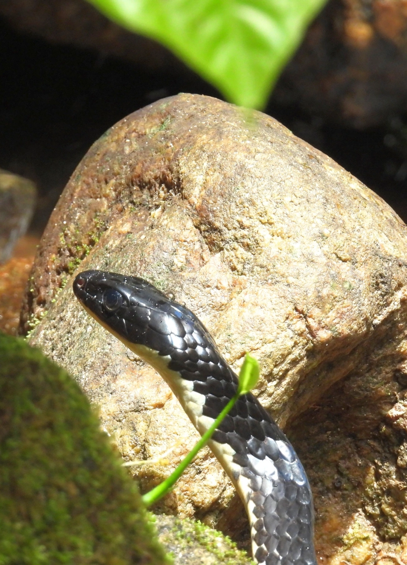 Cobra-cipó (Chironius laevicollis), répteis, fotografado em Maresias, São Sebastião