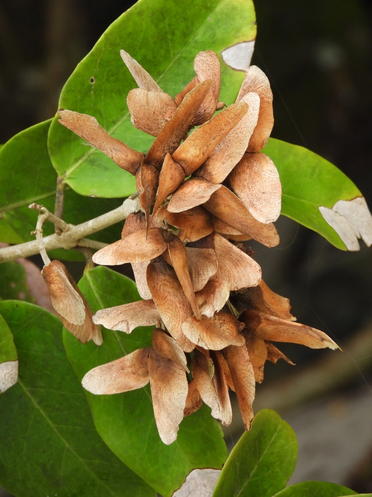 Plantas (Plantae), plantas, fotografado em Maresias, São Sebastião