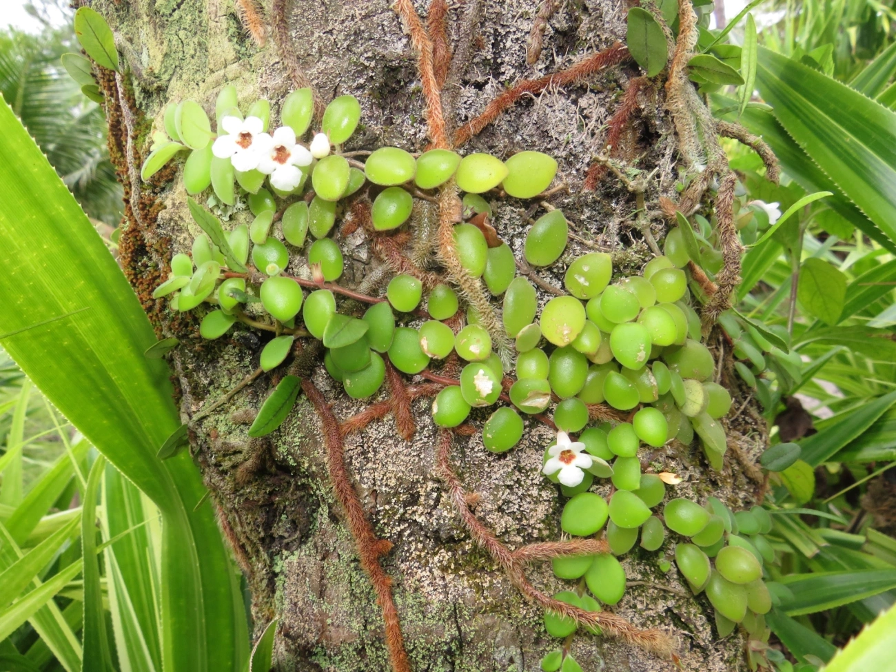 Codonanthe devosiana, plantas, fotografado em Maresias, São Sebastião