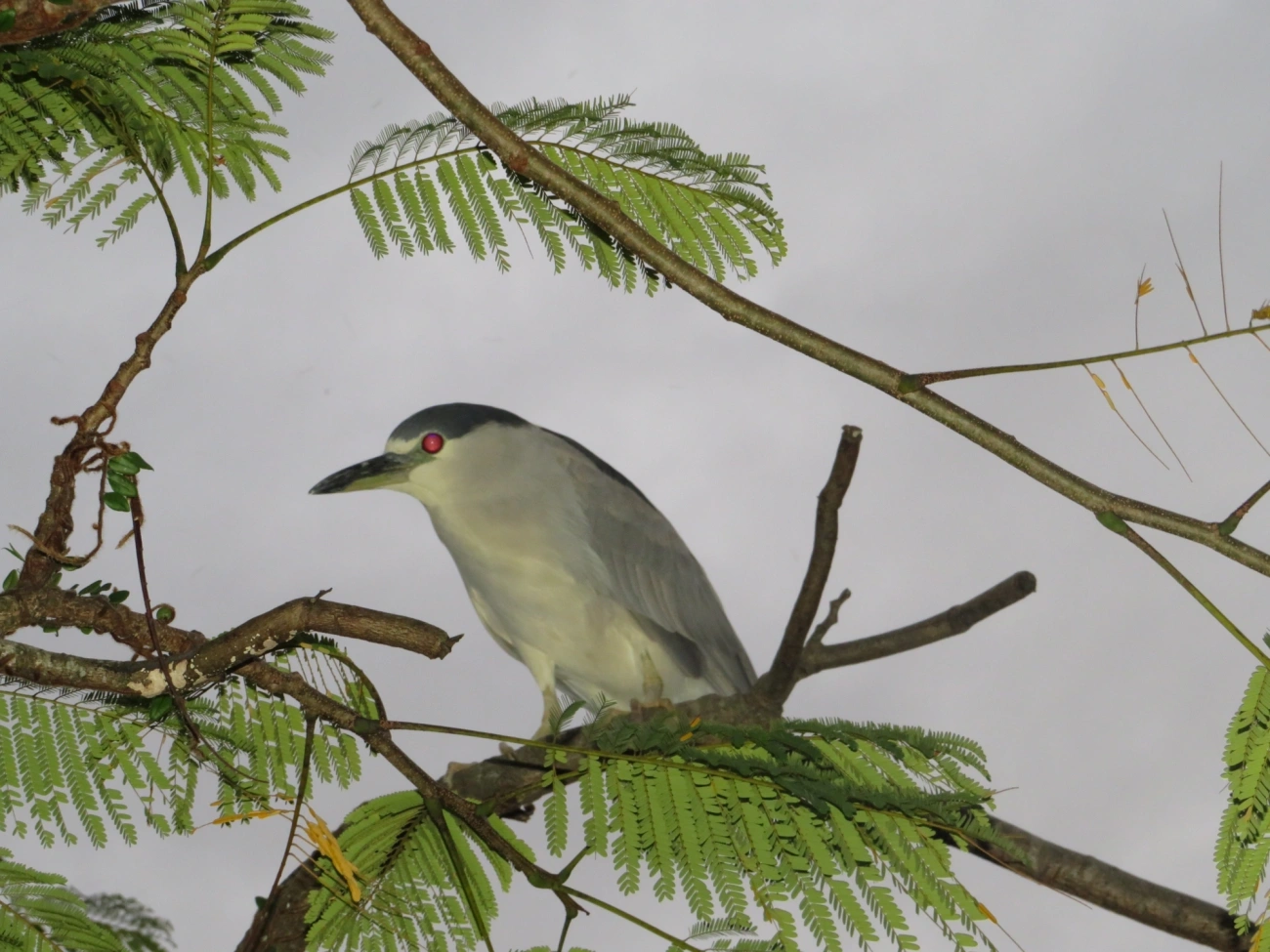 Socó-dorminhoco (Nycticorax nycticorax), aves, fotografado em Caraguatatuba