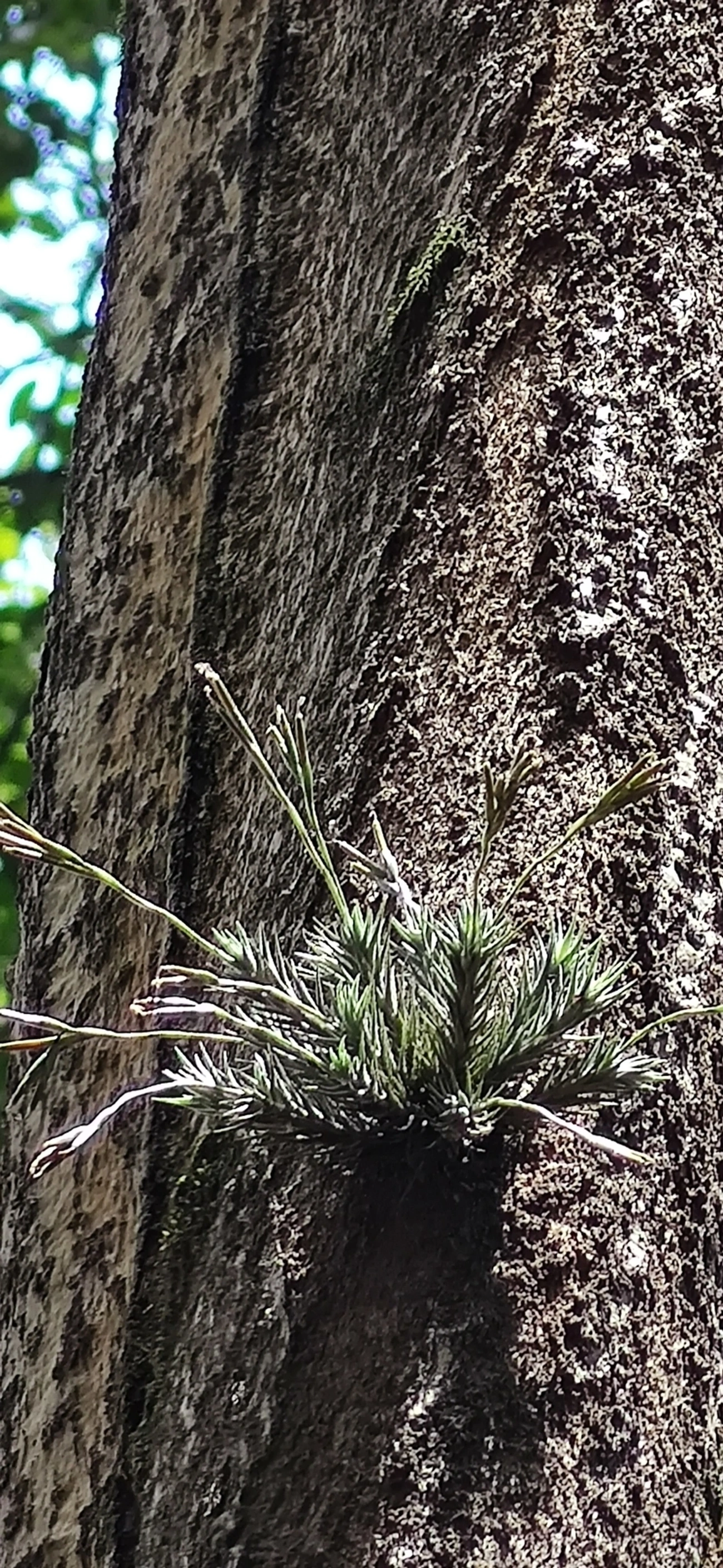 Tilândsia (Tillandsia tricholepis), plantas, fotografado em Vila Gomes Cardim, São Paulo