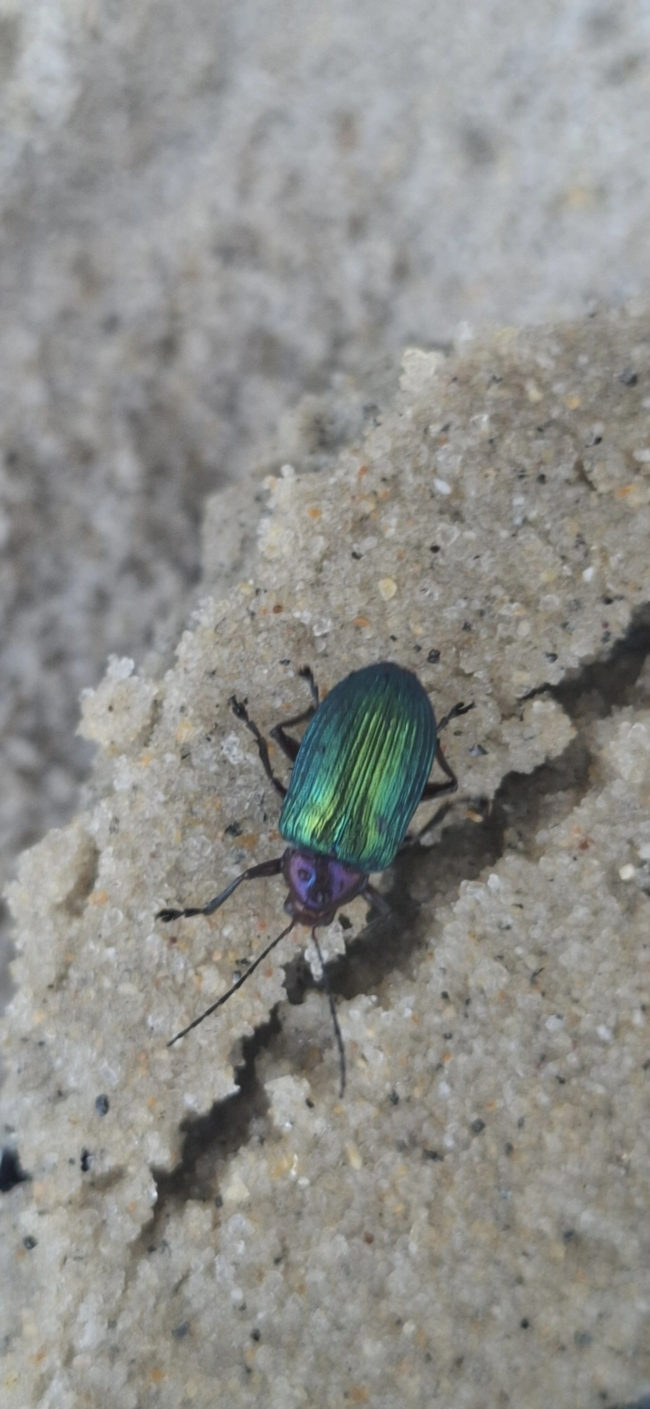 Metaxyonycha, insetos, fotografado em Maresias, São Sebastião