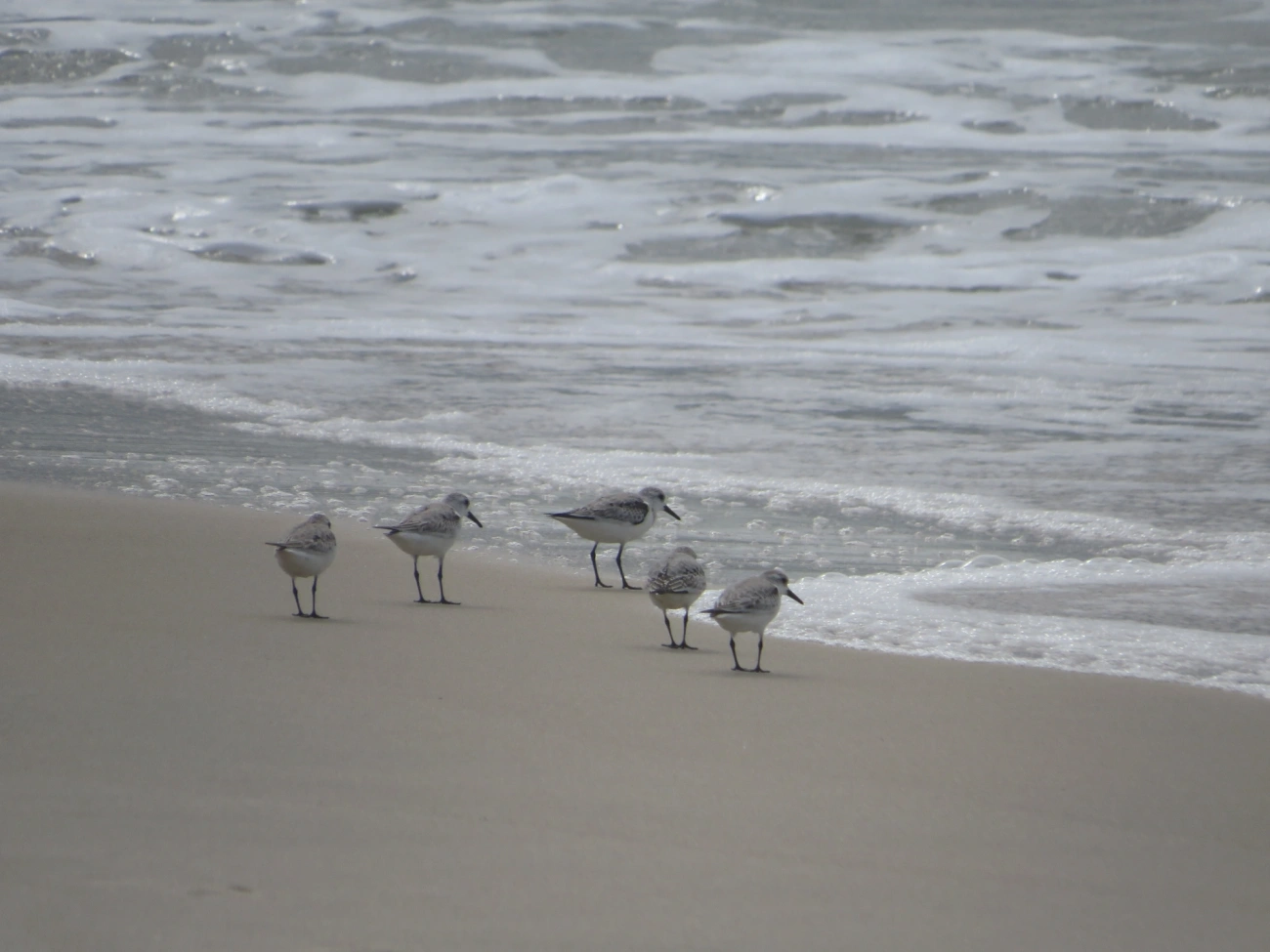 Maçarico-branco (Calidris alba), aves, fotografado em Maresias, São Sebastião