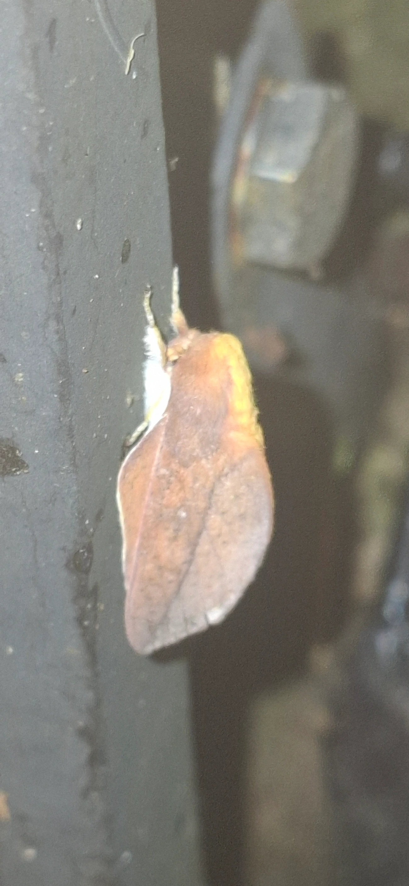 Cicia crocata, insetos, fotografado em Queluz