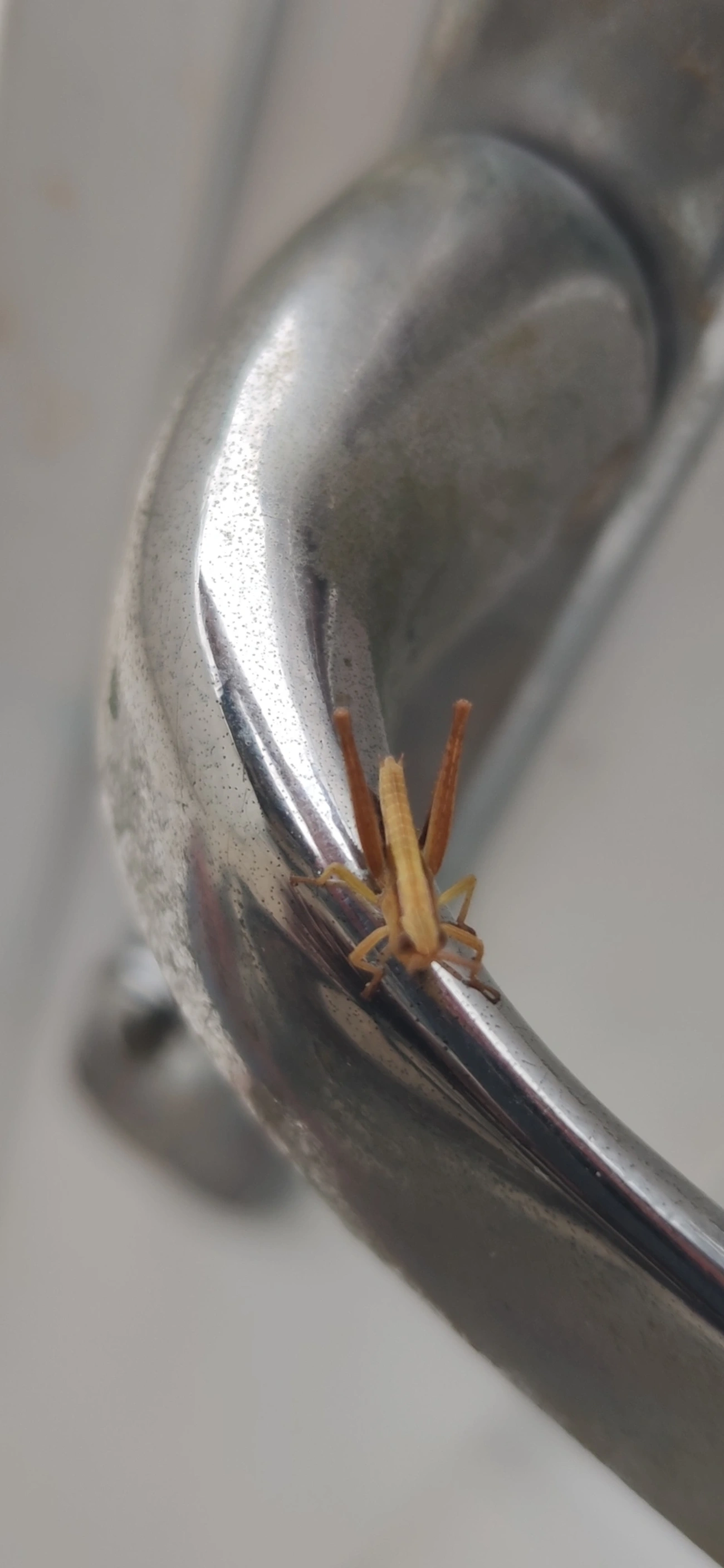 Acridinae, insetos, fotografado em Maresias, São Sebastião