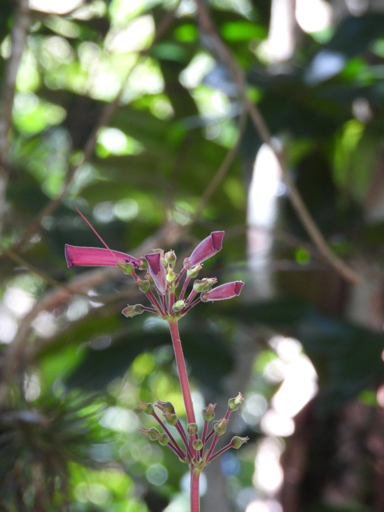 Sinningia iarae, plantas, fotografado em Siriúba, Ilhabela