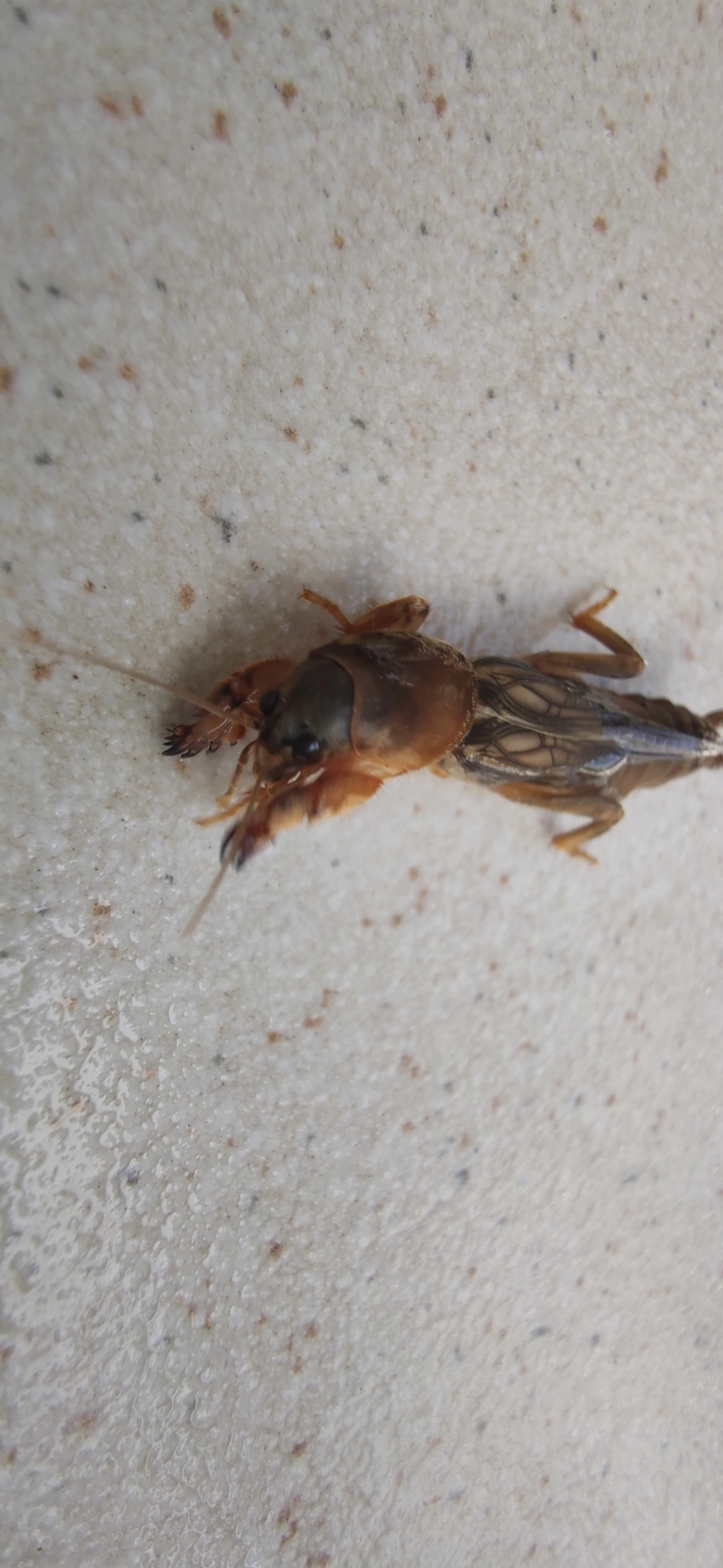Gryllotalpinae, insetos, fotografado em Maresias, São Sebastião