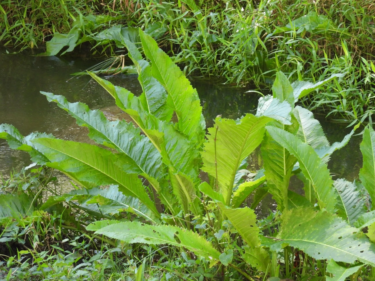 Plantas (Plantae), plantas, fotografado em Catuçaba, São Luíz do Paraitinga