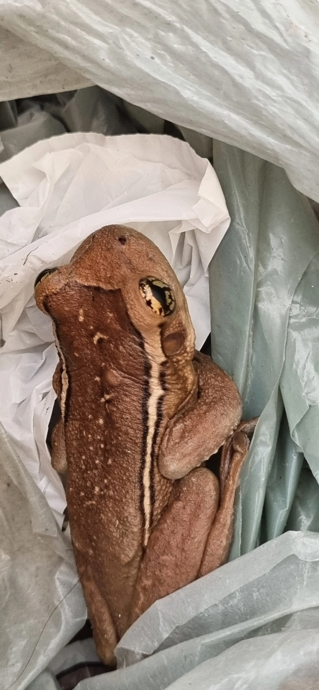 Perereca-grudenta (Trachycephalus mesophaeus), anfíbios, fotografado em Maresias, São Sebastião