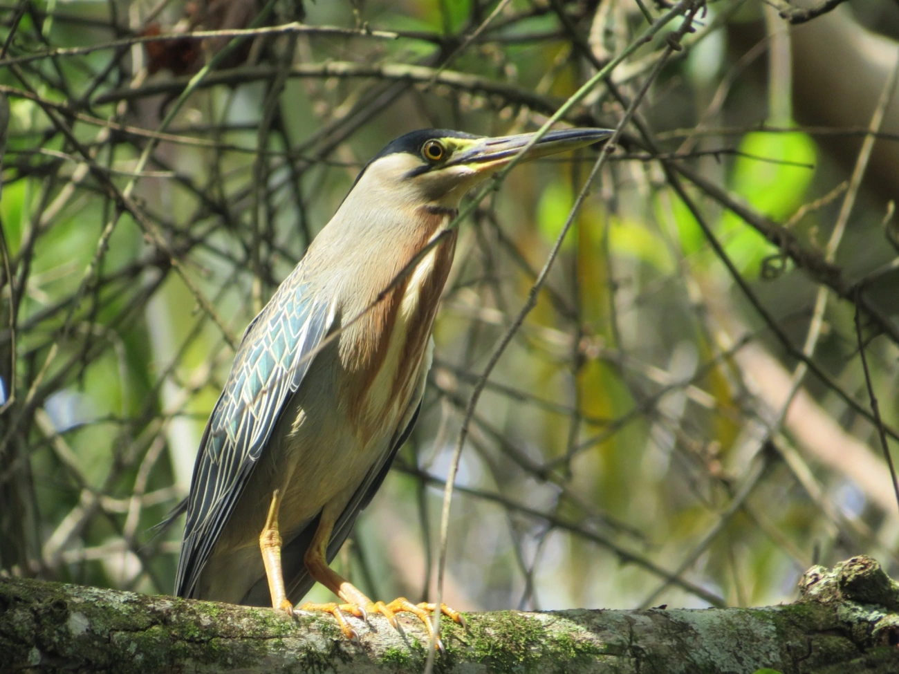 Socozinho (Butorides striata), aves, fotografado em Maresias, São Sebastião