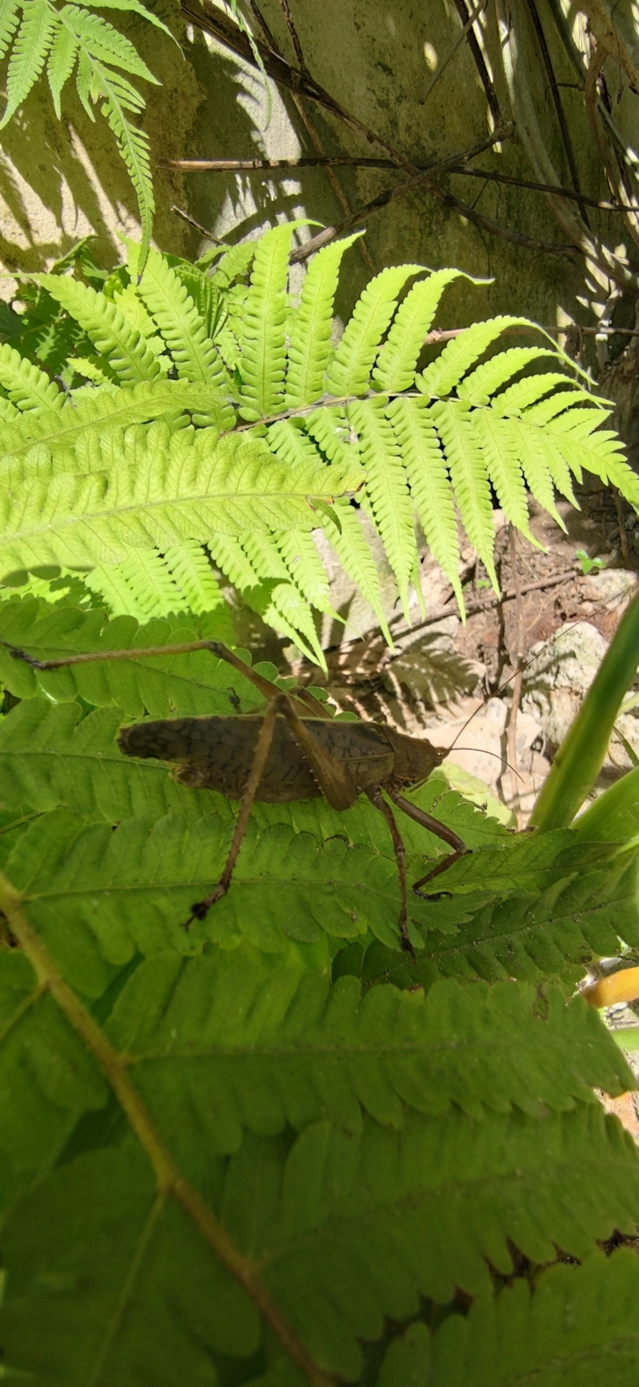 Pseudophyllinae, insetos, fotografado em Maresias, São Sebastião