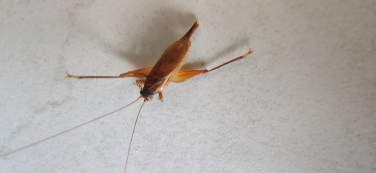 Grilos (Grylloidea), insetos, fotografado em Maresias, São Sebastião