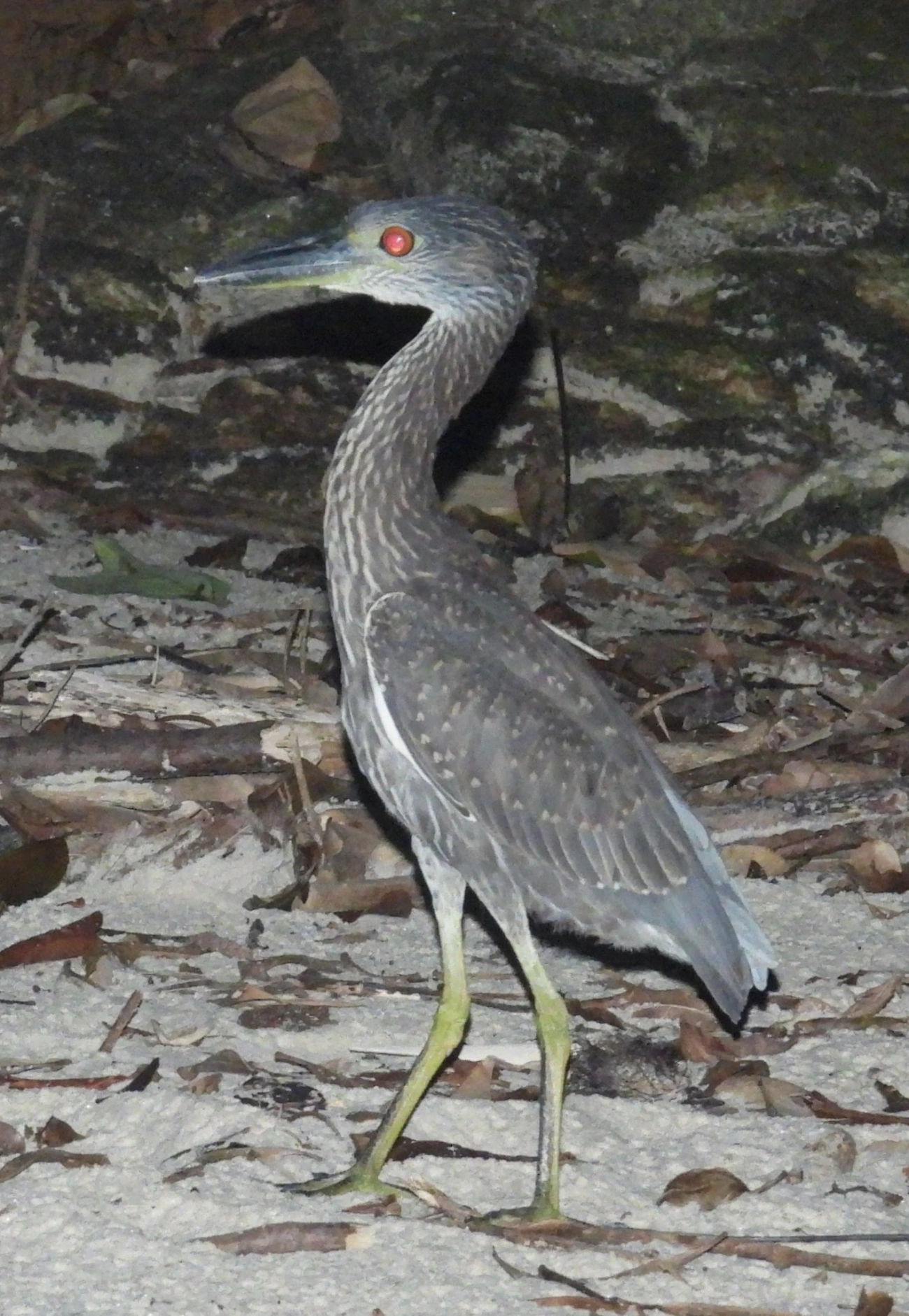 Savacu-de-coroa (Nyctanassa violacea), aves, fotografado em Maresias, São Sebastião