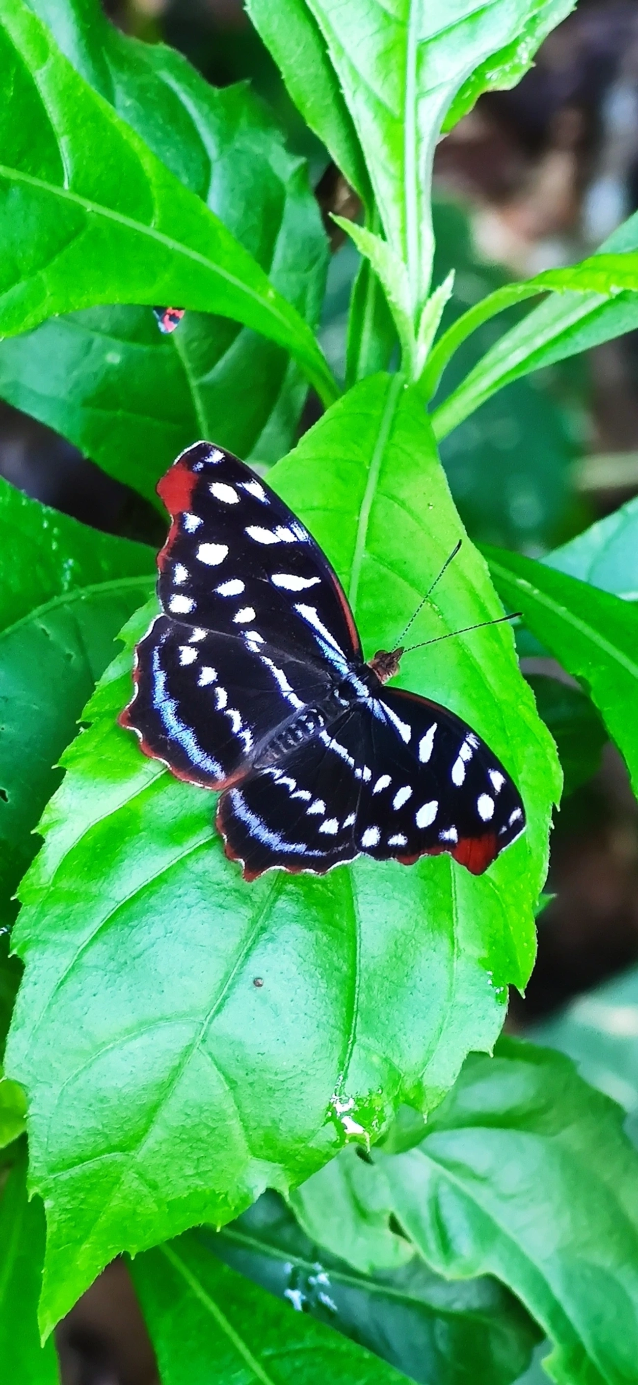 Asa-azul-de-orsis (Myscelia orsis), insetos, fotografado em Caraguatatuba