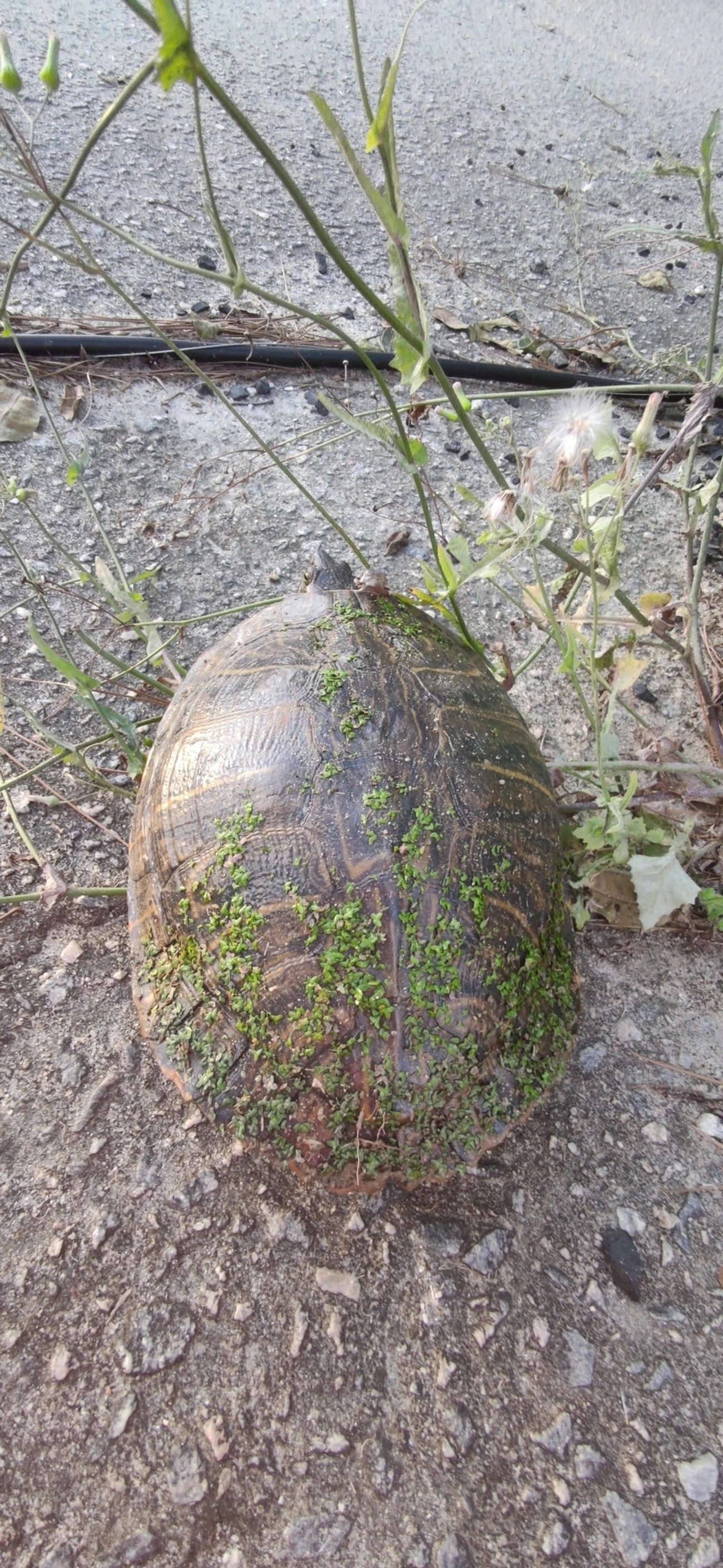 Tartaruga-da-Flórida (Trachemys scripta), répteis, fotografado em Maresias, São Sebastião