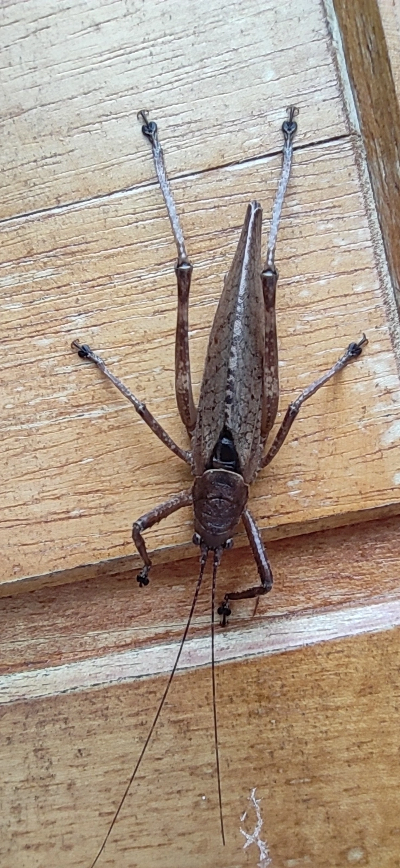 Meroncidius, insetos, fotografado em Maresias, São Sebastião